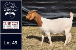 1X BOER GOAT PREGNANT STUD DOE BIETJIE BERG