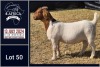 1X BOER GOAT PREGNANT STUD DOE BIETJIE BERG