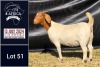 1X BOER GOAT PREGNANT DOE BIETJIE BERG