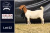 1X BOER GOAT PREGNANT STUD DOE BIETJIE BERG