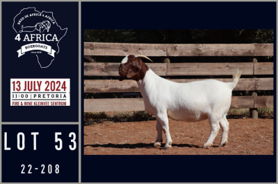 1X BOER GOAT STUD DOE MILAMIEK BOERGOATSTUD