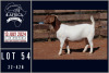 1X BOER GOAT STUD DOE MILAMIEK BOERGOATSTUD