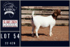 1X BOER GOAT STUD DOE MILAMIEK BOERGOATSTUD - 2