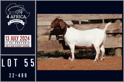 1X BOER GOAT STUD DOE MILAMIEK BOERGOATSTUD