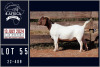 1X BOER GOAT STUD DOE MILAMIEK BOERGOATSTUD - 2