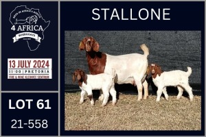 1+2X BOER GOAT FLOCK ON COLOUR DOE KARSTEN BOERDERY PTY LTD