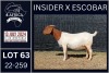 1X BOER GOAT PREGNANT FLOCK DOE KARSTEN BOERDERY PTY LTD