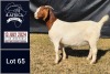 1X BOER GOAT PREGNANT STUD DOE BIETJIE BERG