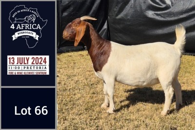 1X BOER GOAT PREGNANT FLOCK DOE BIETJIE BERG