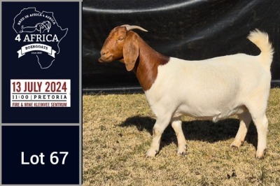 1X BOER GOAT PREGNANT FLOCK DOE BIETJIE BERG