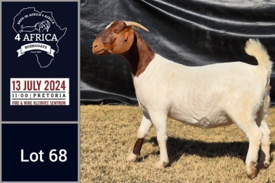 1X BOER GOAT PREGNANT FLOCK ON TEATS & COLOUR DOE BIETJIE BERG