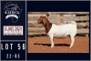 1X BOER GOAT STUD DOE MILAMIEK BOERGOATSTUD