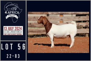 1X BOER GOAT STUD DOE MILAMIEK BOERGOATSTUD