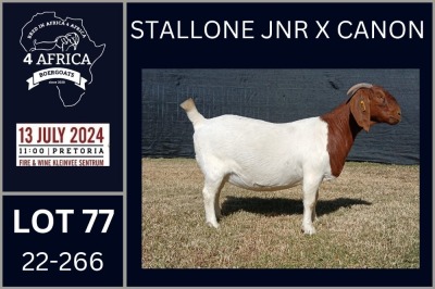 1X BOER GOAT PREGNANT STUD DOE KARSTEN BOERDERY PTY LTD