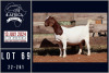 1X BOER GOAT STUD DOE MILAMIEK BOERGOATSTUD