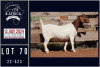 1X BOER GOAT STUD DOE MILAMIEK BOERGOATSTUD