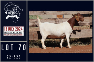 1X BOER GOAT STUD DOE MILAMIEK BOERGOATSTUD