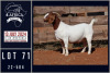 1X BOER GOAT FLOCK DOE MILAMIEK BOERGOATSTUD