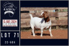 1X BOER GOAT FLOCK DOE MILAMIEK BOERGOATSTUD - 2