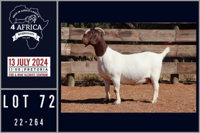 1X BOER GOAT FLOCK ON COLOUR DOE MILAMIEK BOERGOATSTUD