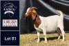 1X BOER GOAT PREGNANT FLOCK DOE BIETJIE BERG