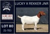 1X BOER GOAT PREGNANT FLOCK ON COLOUR DOE KARSTEN BOERDERY PTY LTD