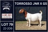 1X BOER GOAT PREGNANT STUD DOE KARSTEN BOERDERY PTY LTD