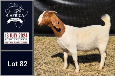 1X BOER GOAT PREGNANT STUD DOE BIETJIE BERG