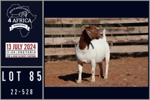 1X BOER GOAT STUD DOE MILAMIEK BOERGOATSTUD