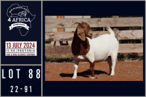 1X BOER GOAT FLOCK ON COLOUR DOE MILAMIEK BOERGOATSTUD