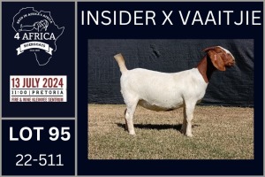 1X BOER GOAT PREGNANT FLOCK DOE KARSTEN BOERDERY PTY LTD