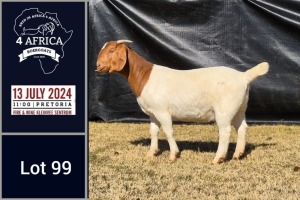 1X BOER GOAT PREGNANT FLOCK DOE BIETJIE BERG