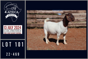 1X BOER GOAT FLOCK ON COLOUR DOE MILAMIEK BOERGOATSTUD