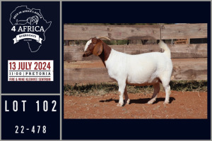 1X BOER GOAT DOE MILAMIEK BOERGOATSTUD