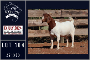 1X BOER GOAT STUD DOE MILAMIEK BOERGOATSTUD