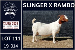 1X BOER GOAT PREGNANT FLOCK ON COLOUR DOE KARSTEN BOERDERY PTY LTD