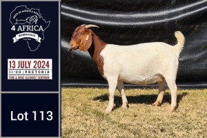 1X BOER GOAT PREGNANT DOE BIETJIE BERG