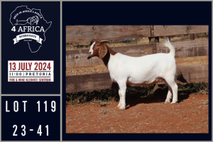 1X BOER GOAT FLOCK DOE MILAMIEK BOERGOATSTUD