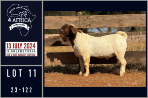 1X BOER GOAT FLOCK ON TEAT BUCK MILAMIEK BOERGOATSTUD