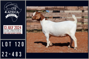 1X BOER GOAT STUD DOE MILAMIEK BOERGOATSTUD