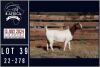 1X BOER GOAT STUD DOE MILAMIEK BOERGOATSTUD