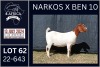 1X BOER GOAT FLOCK ON COLOUR DOE KARSTEN BOERDERY PTY LTD