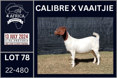 1X BOER GOAT PREGNANT STUD DOE KARSTEN BOERDERY PTY LTD