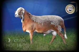 LOT 19 X 1 RAM BADEVEEN TRUST KUDDE