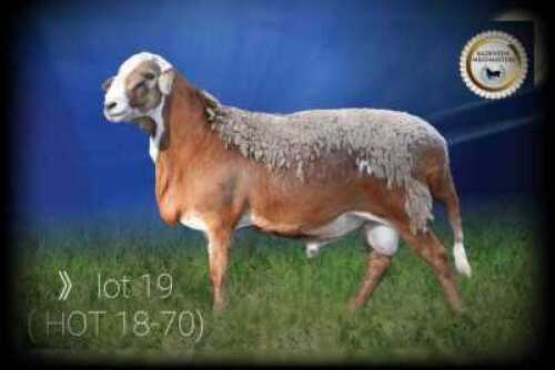 LOT 19 X 1 RAM BADEVEEN TRUST KUDDE