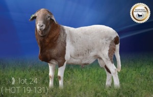 LOT 24 X 1 RAM BADEVEEN TRUST KUDDE