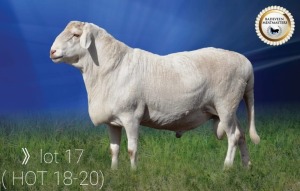 LOT 17 X 1 RAM BADEVEEN TRUST KUDDE