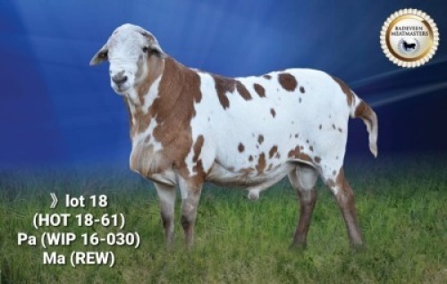 LOT 18 X 1 RAM BADEVEEN TRUST KUDDE