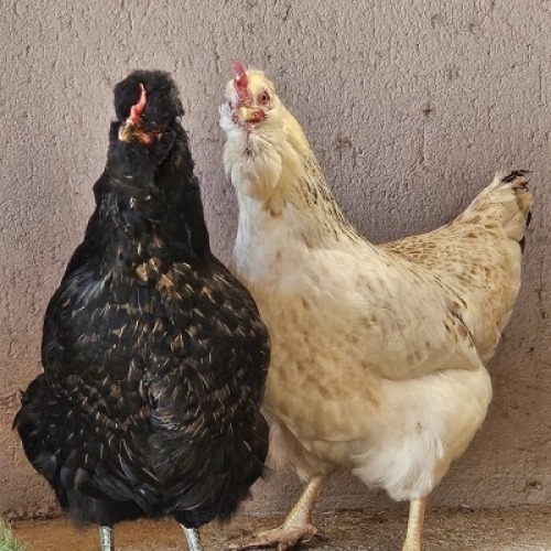 2X POULTRY FEMALE MATHUBA GENETICS CDP LIVESTOCK CARNIVAL AUCTION | CDP ...
