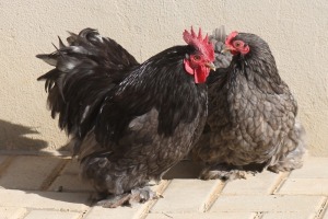 2X POULTRY MALE & FEMALE RED RIBBON STUD - T/A LIVESTOCK 88 84 (PTY) LTD